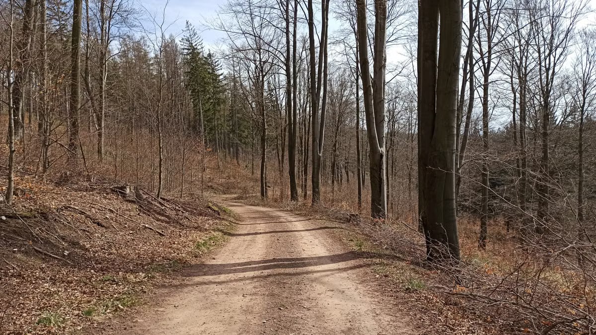A serene dirt trail through a leafless forest in early spring, Lower Silesia, Poland.